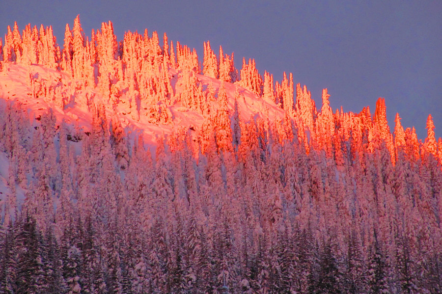 The trees are on fire!