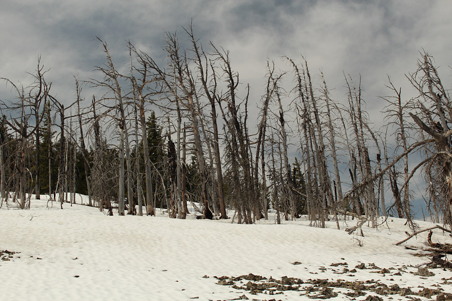 That snow is still deep and best to be avoided!