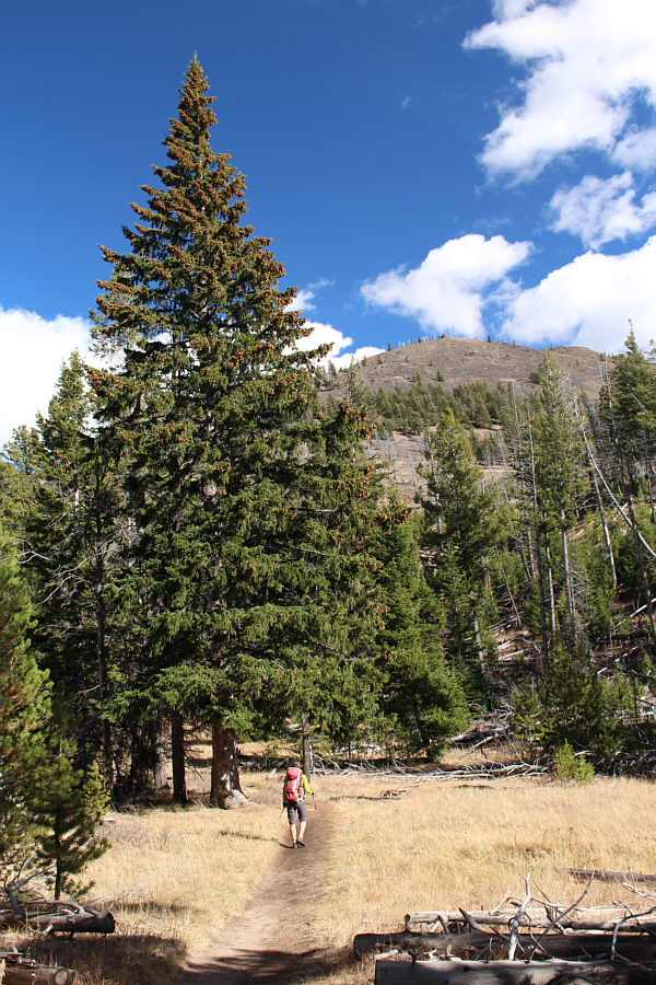 Nice Christmas Tree!