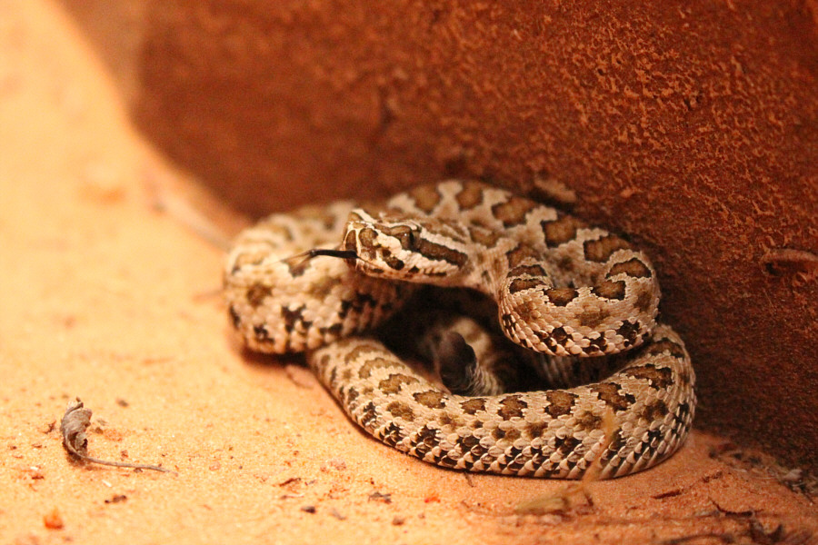 Curled up, this snake was about the size of my fist.