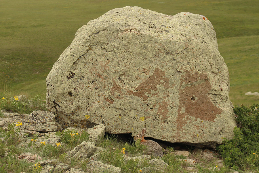The rocks provide great cover for the bunnies.