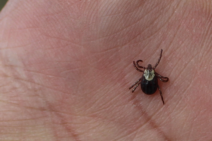 Fascinating creature...