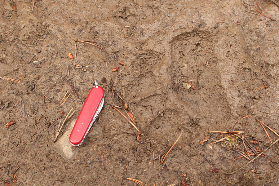 We saw a lot of fresh tracks on the hike out as well.