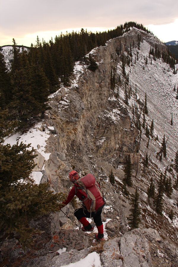 She could have gone around to the left of the tree too!