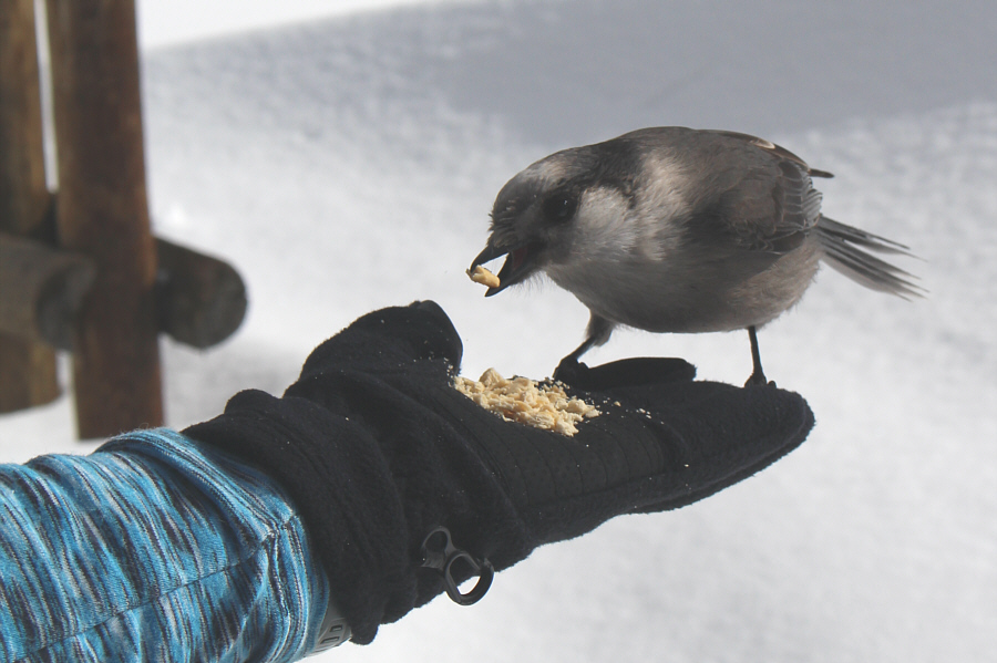 That's Shelley's special bird-feeding glove!