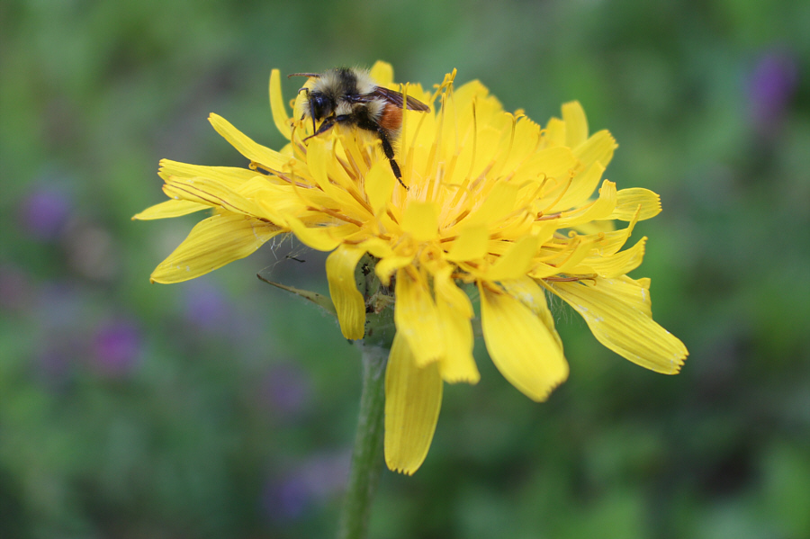 It's Eric, the half a bee!