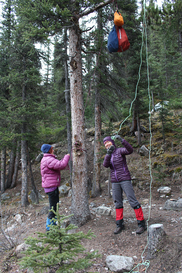 Someone did an amazing job of tying a big log high up on the tree!
