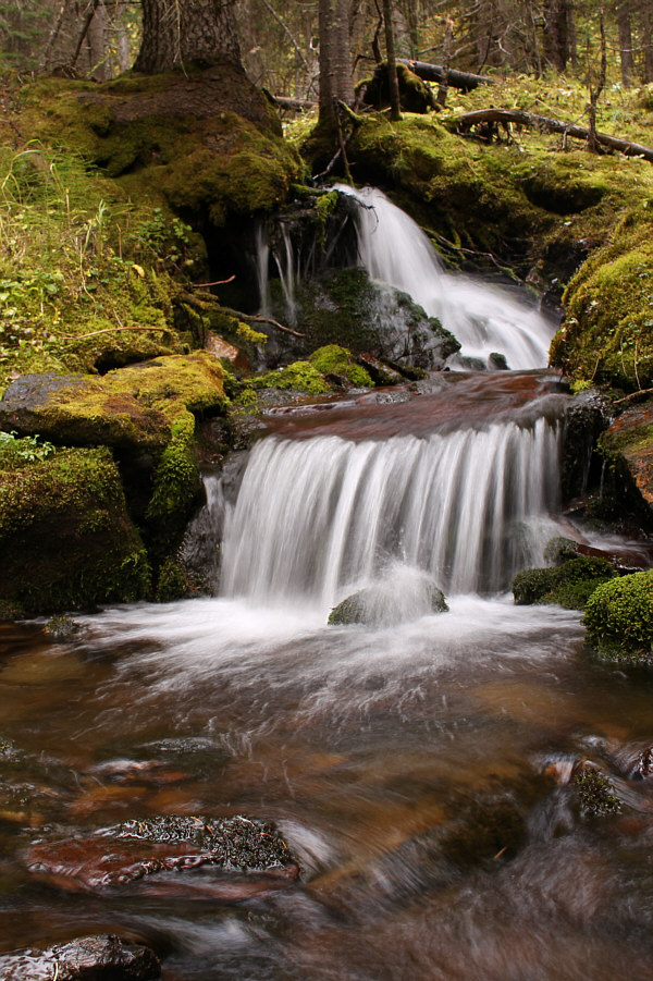 A few logs had to be hopped, but there was very little bushwhacking here. Yay!