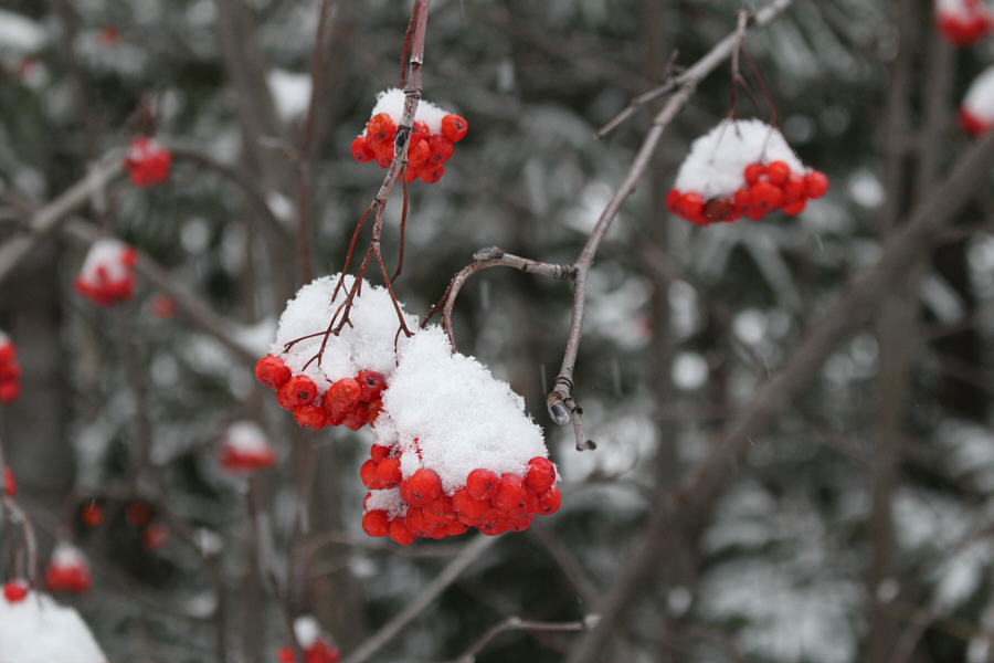 Technically, the berries are edible, but I don't think they taste very good.