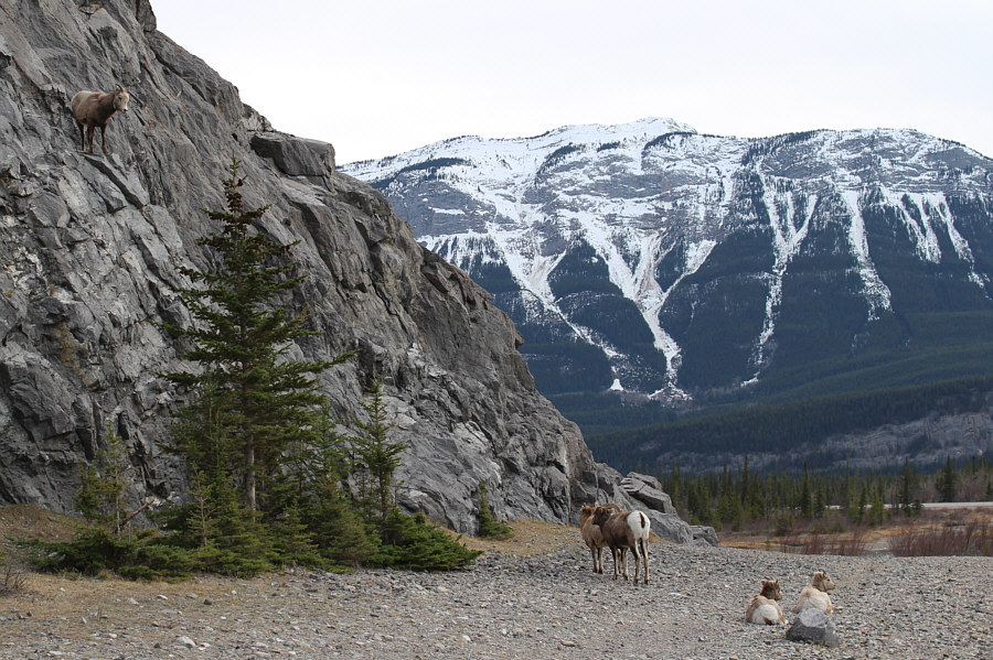 Hmmm...these bighorn sheep climb better than I do!