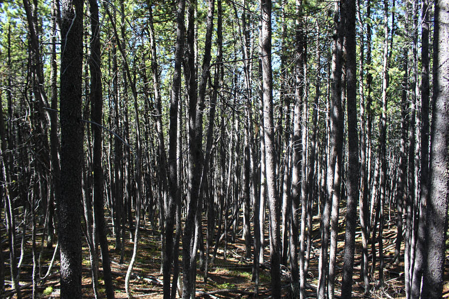 Not that terrible but a bit tedious nonetheless.