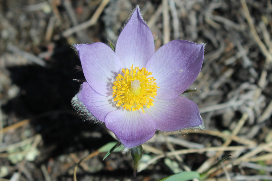 The token flower picture.