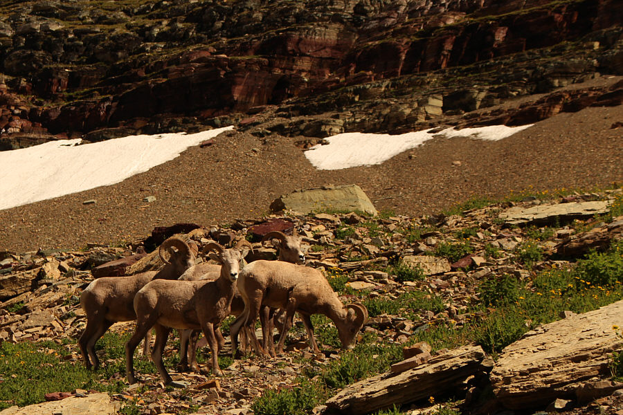 Sheep always seem to be nervous around me...