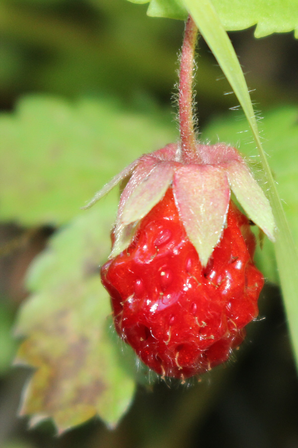 Sweet and delicious!