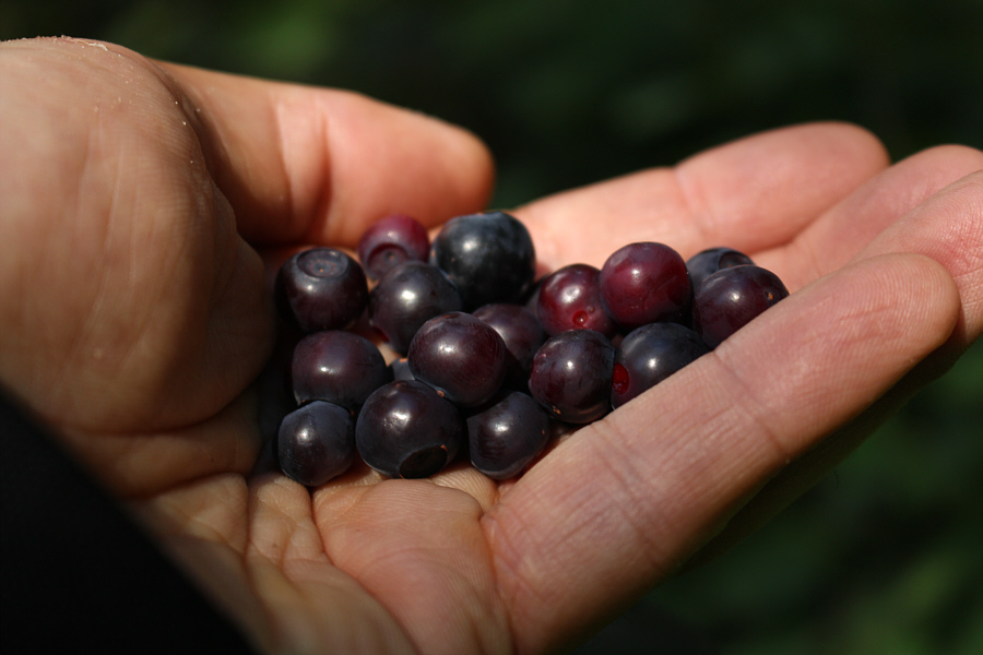 Guess what I did with this handful of berries after I took the picture...