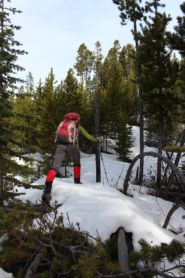 A lot of the deadfall was hidden under the unsupportive snow; nasty surprises await!