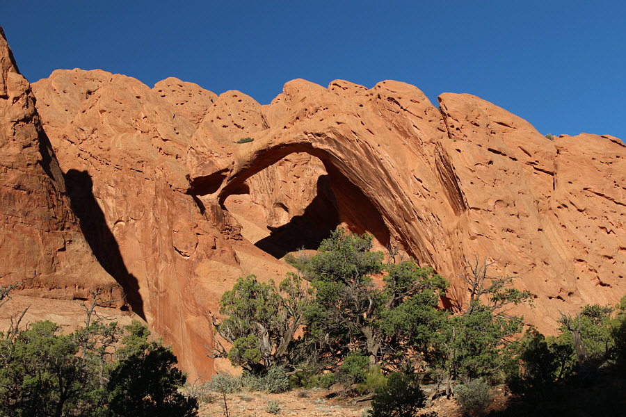 Not the best shot, but I was too lazy to go find a better angle!