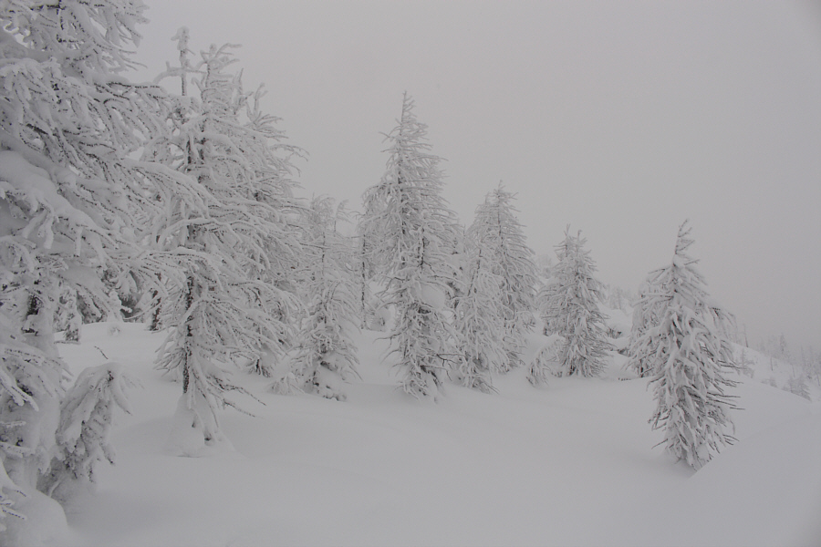 I'm dreaming of a White Christmas...