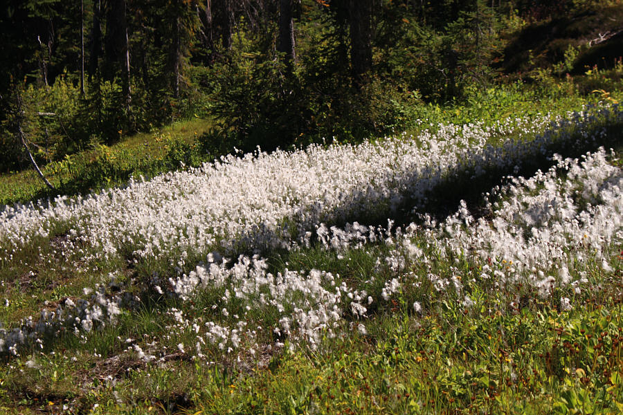Mother Nature's dandruff?