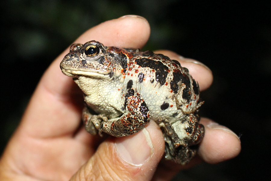 Very calm toad--wasn't squirming at all!