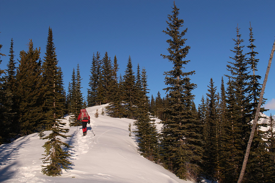Somebody needs to come up here and cut down all these trees!