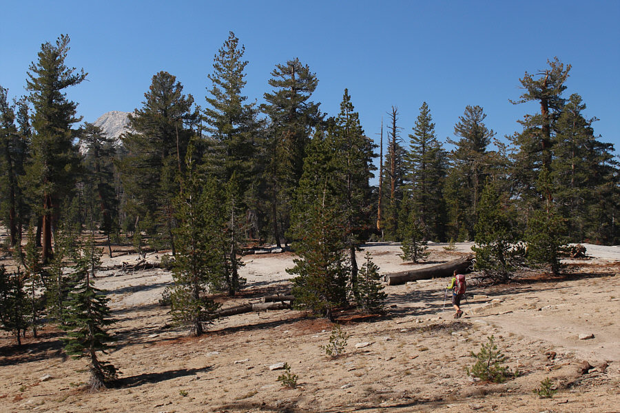 Good place for a frisbee golf course here!