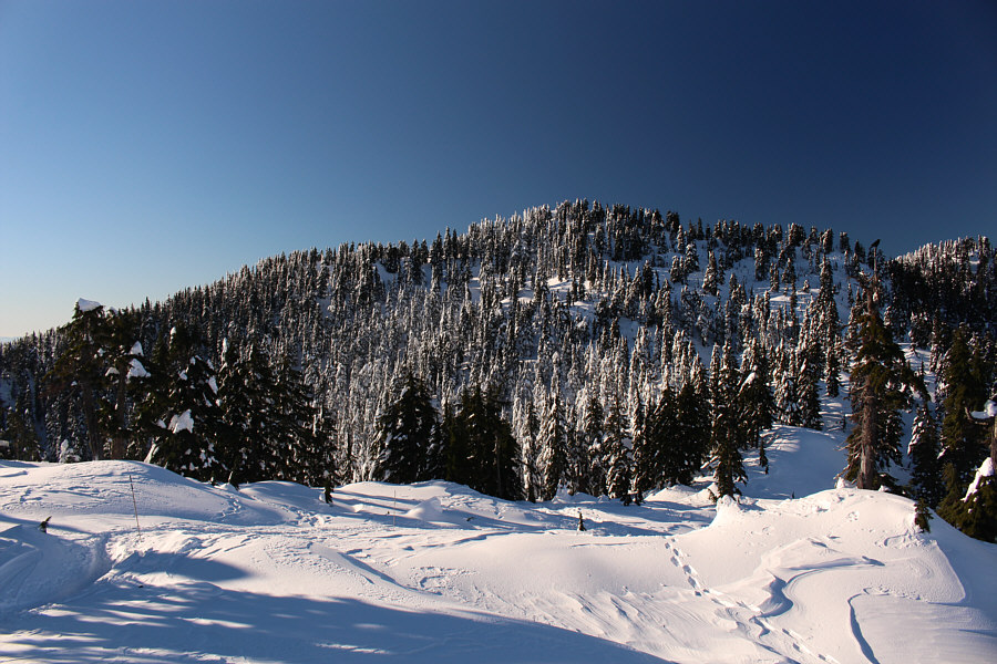 Can you spot the crow?