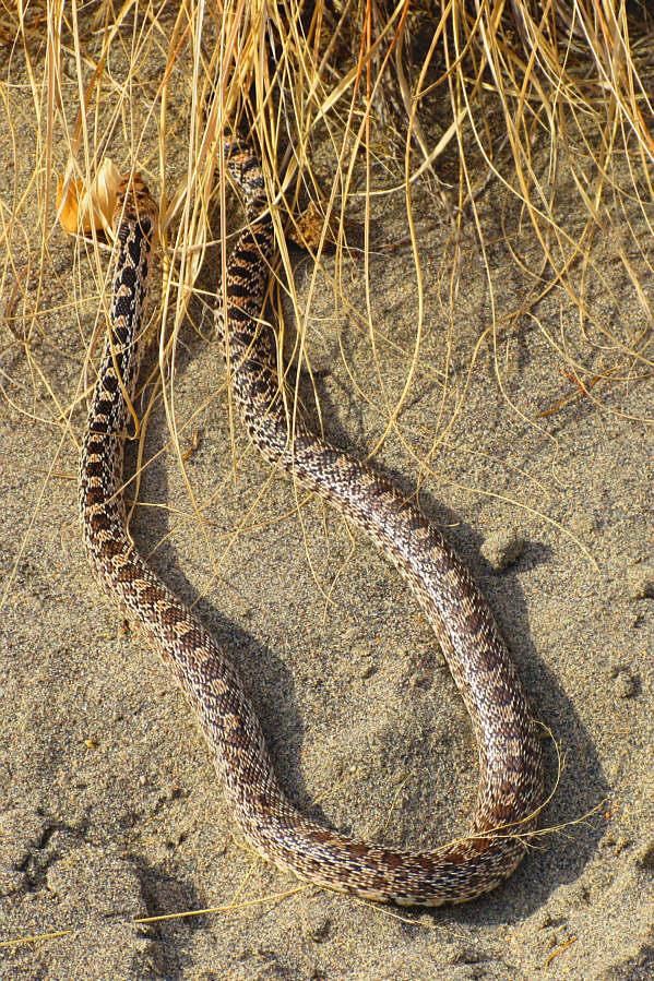 Hisssssssssssssssssssss...