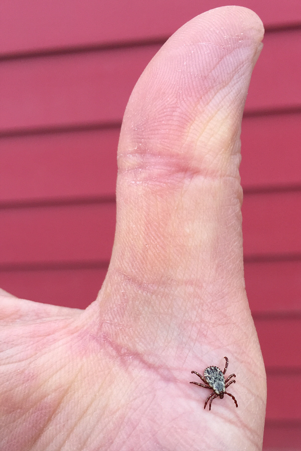 A magnificent specimen, is it not?