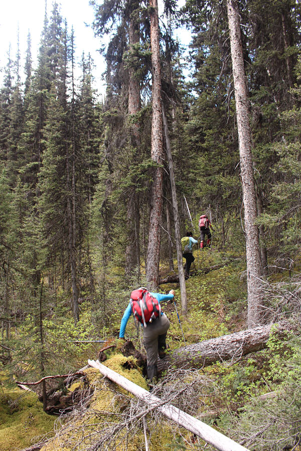 Not the worst bushwhacking I have done...