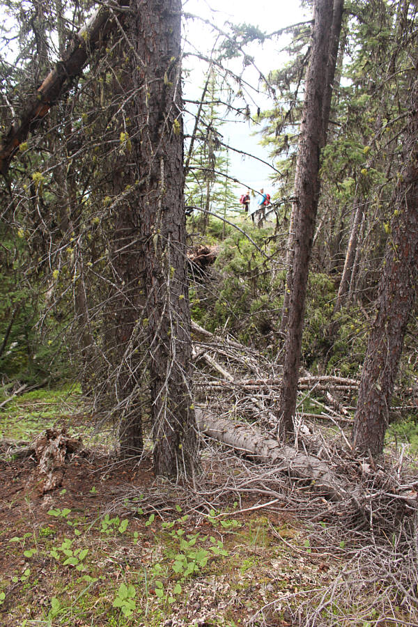 You know a trip sucks when you have to bushwhack on the summit...