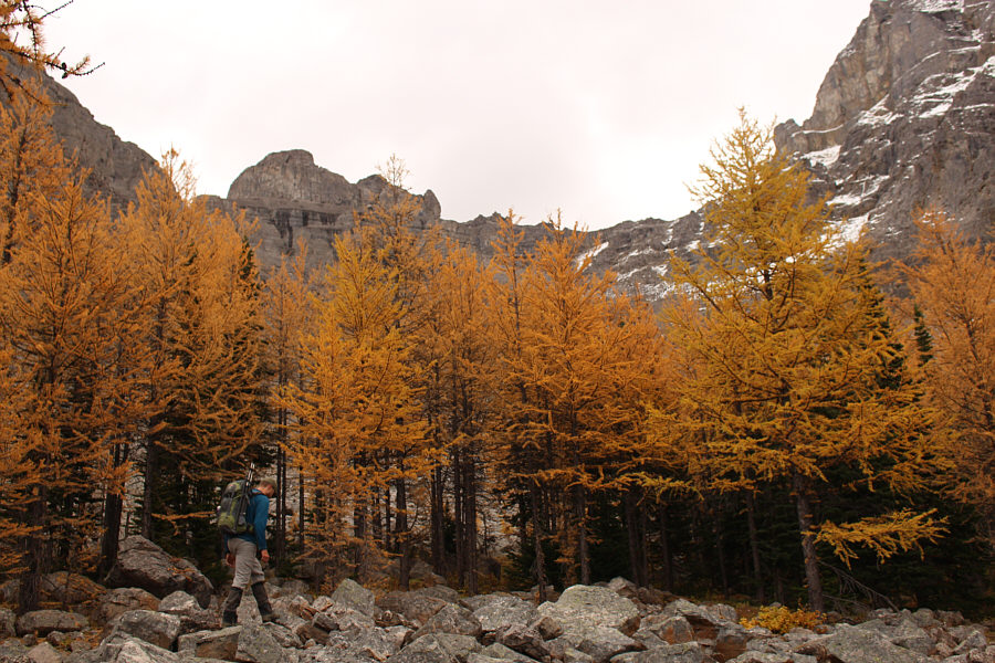 It's prime larch-viewing season!