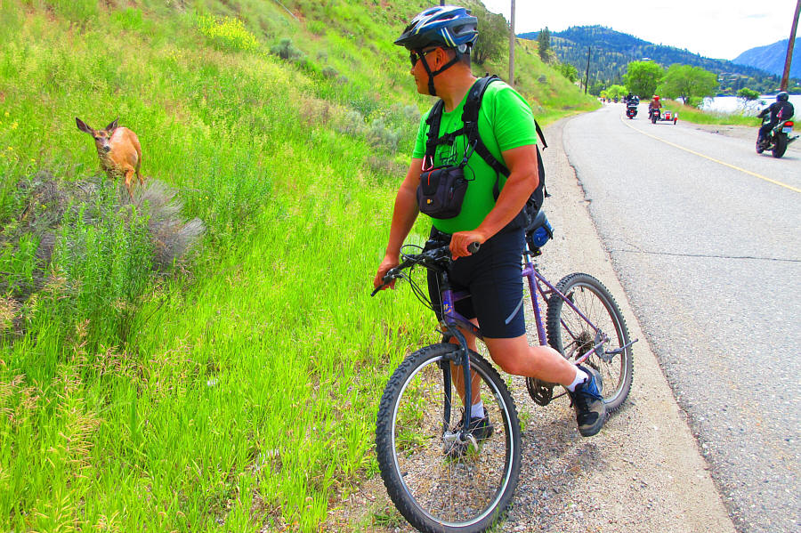 The deer doesn't seem fazed by all the motorcycles going by.