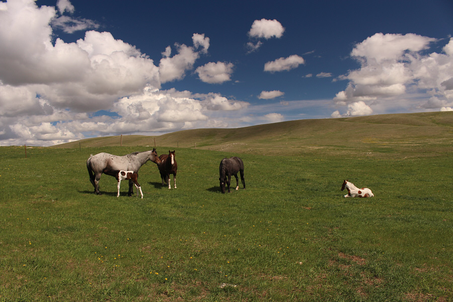 A very pastoral scene...like a Windows XP wallpaper!