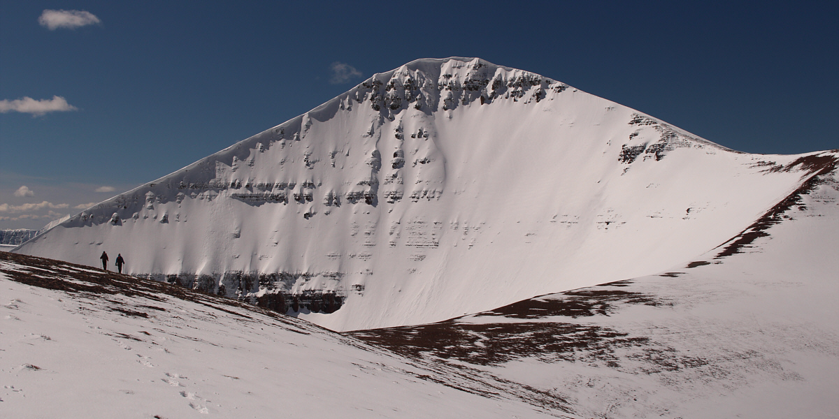 Looks like a Himalayan giant!