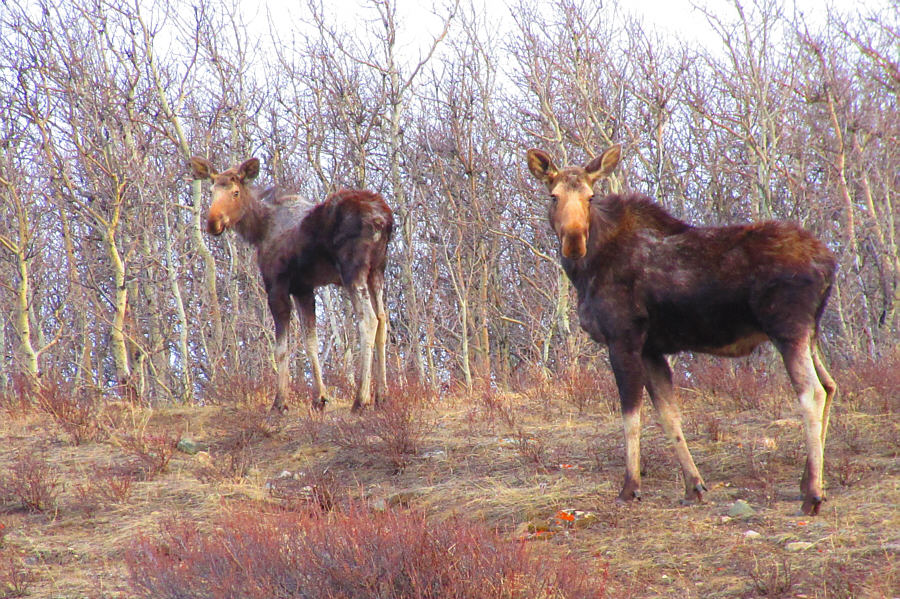 That reminds me; let's go to A&W in Pincher Creek for a hamburger...