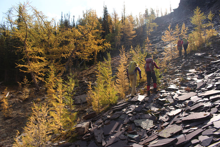 You want larches? We got larches!