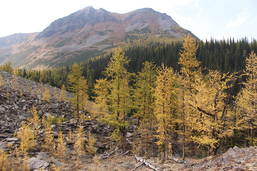 Even the bushwhacking was easy on this trip!