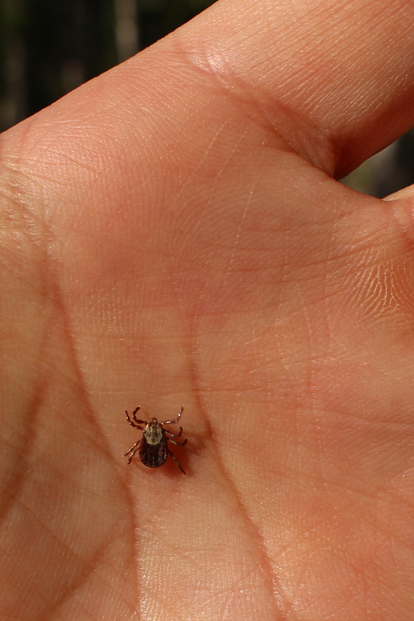 The only one we found on this day. Cute, eh?