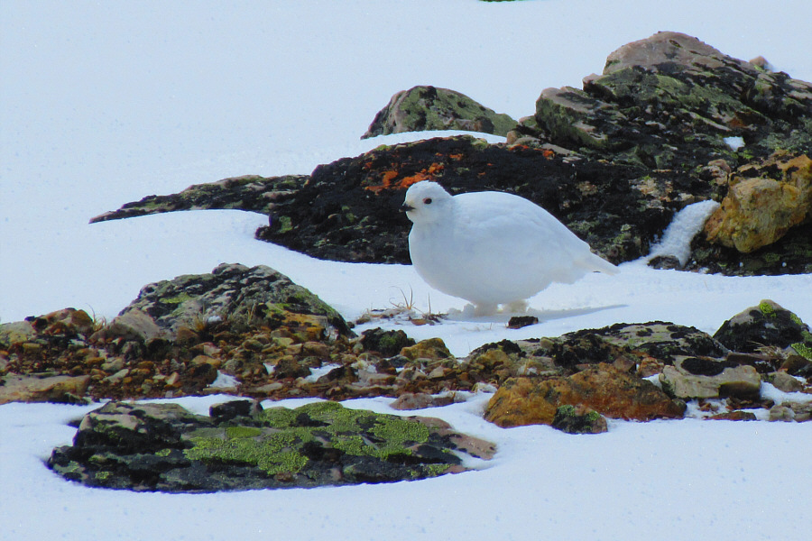 The bird looks kinda fat...