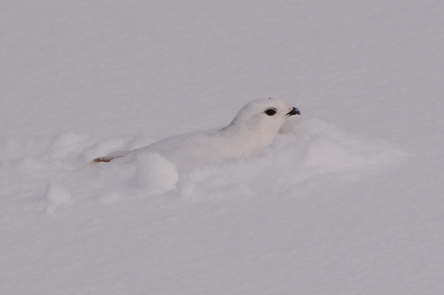 Shhhh! Be very, very quiet!