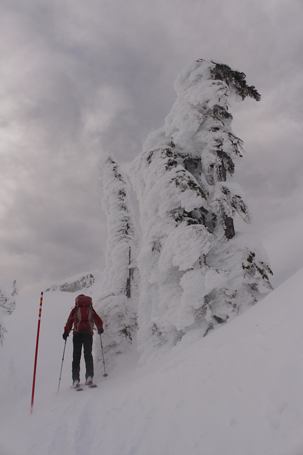 I feel like that tree!