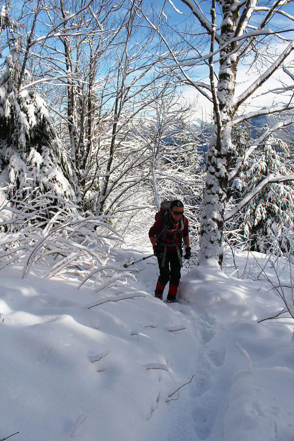 Only recommended for aficionados of tree trunks!