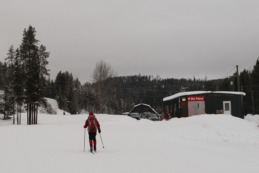 See the Christmas Tree?