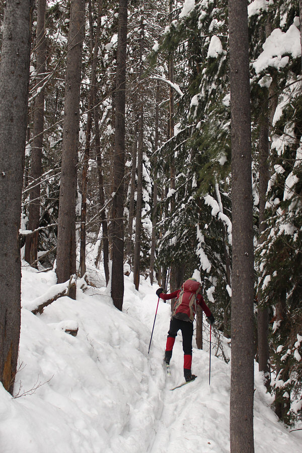 Is there still a trail here??