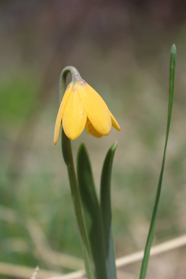 I don't recall ever seeing this wildflower before!