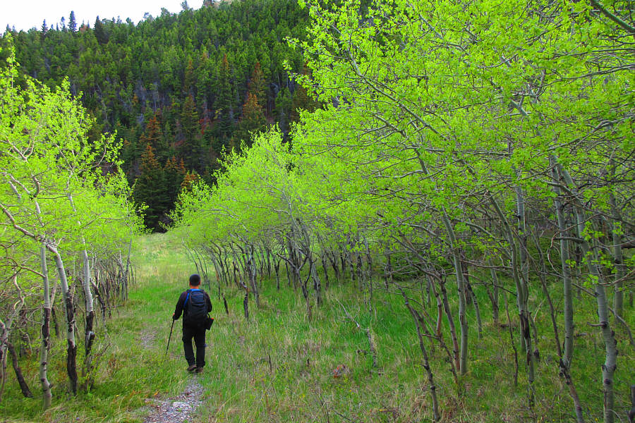 I feel like I'm in Ireland!