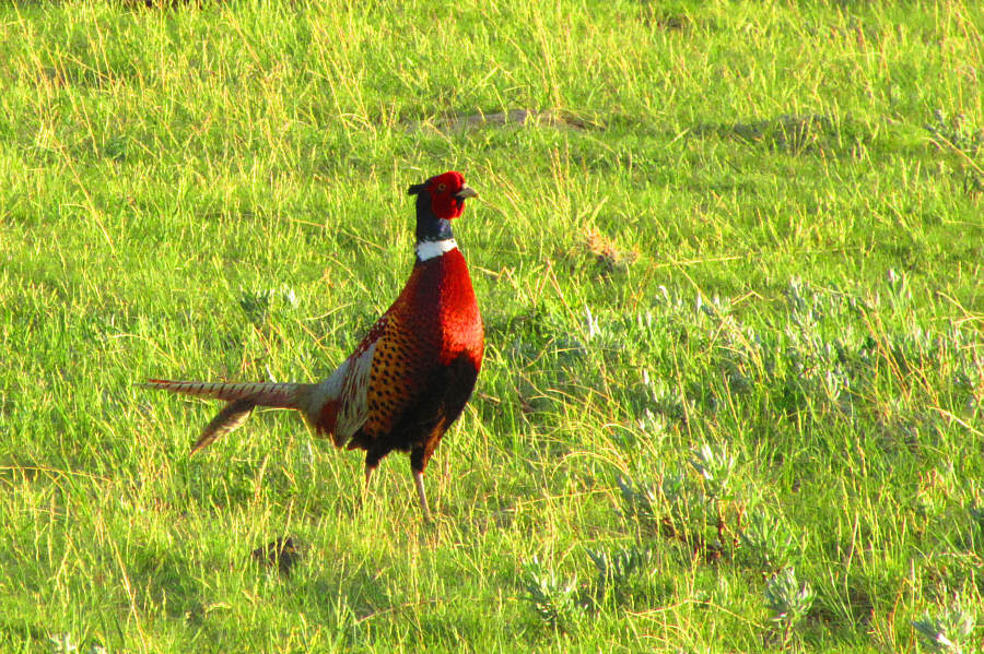 I've never tasted pheasant before...