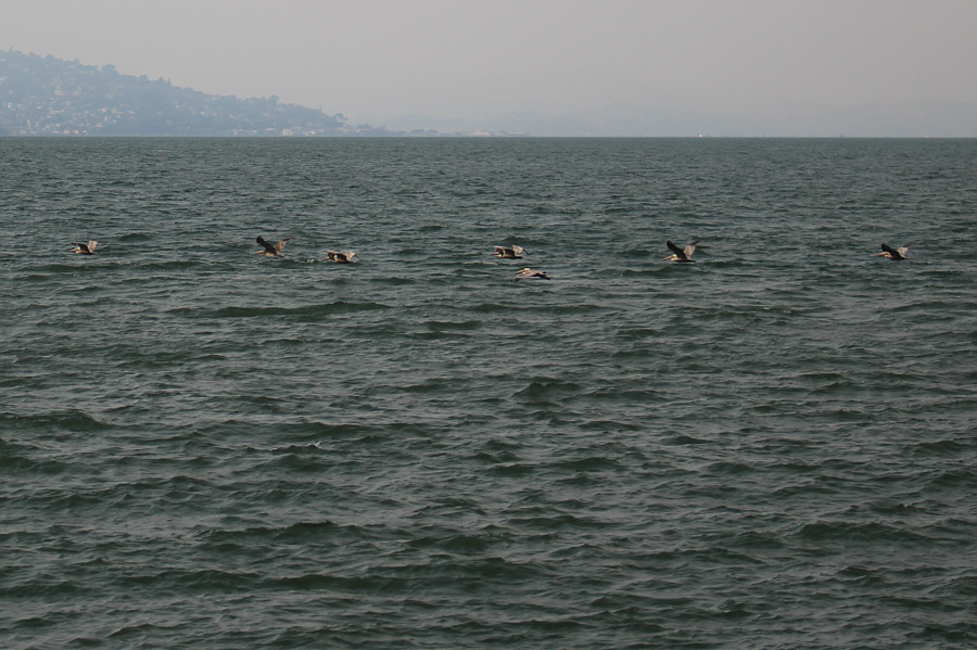 Off to their next meal no doubt...