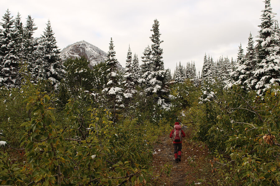 Watch out for the odd hidden cow!